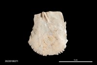 藏品(貝刀)的圖片